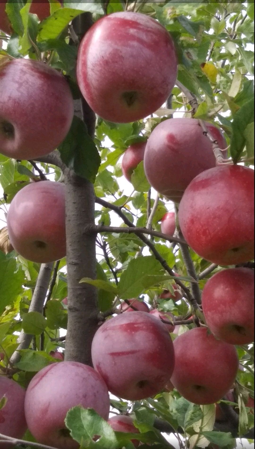 Яблоки из собственного сада
