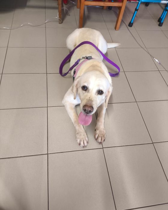 Bonnie- cadela de porte grande, labrador para adoção
