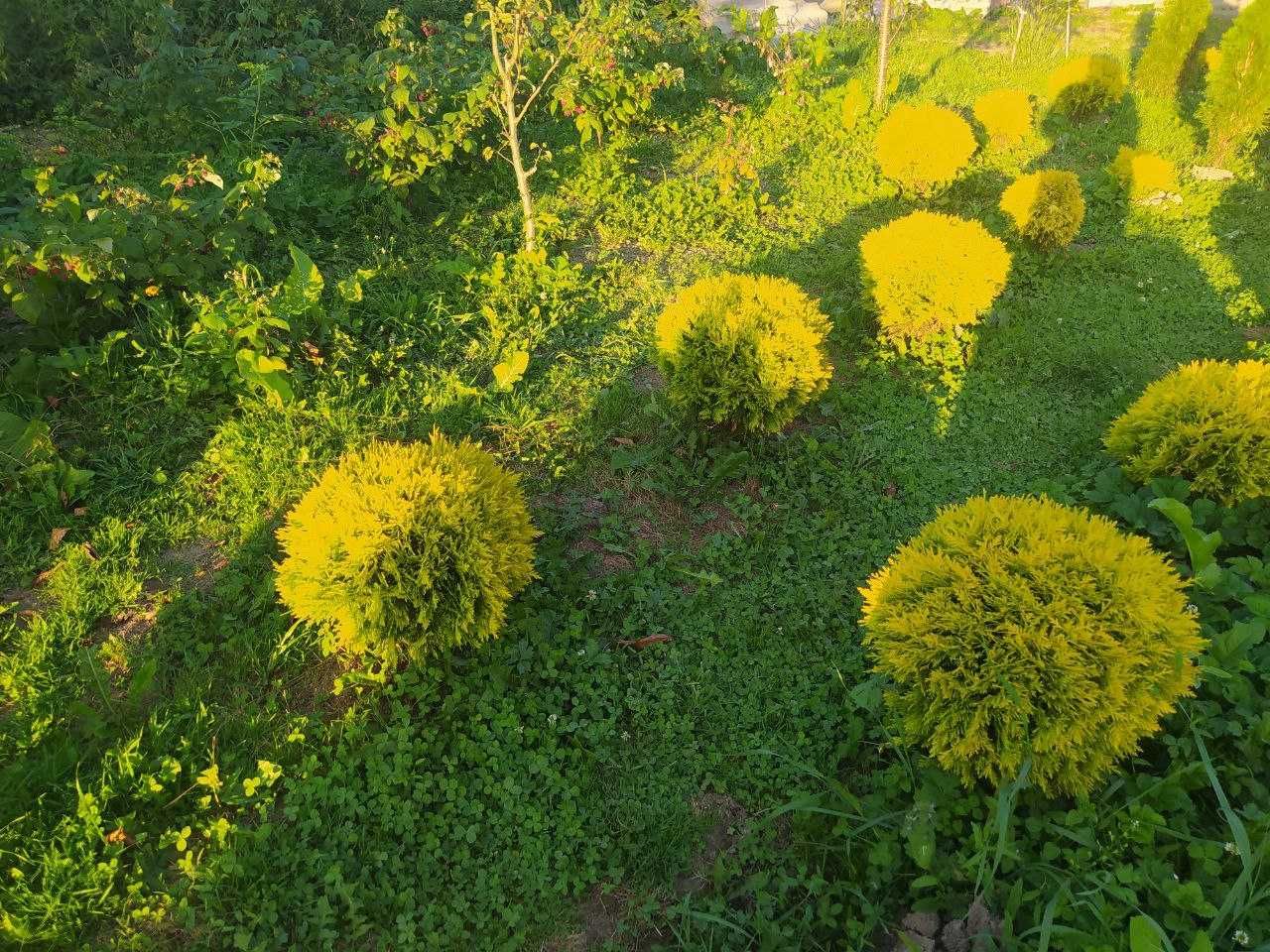 Туя західна Смарагд Smaragd - Thuja occidentalis Smaragd