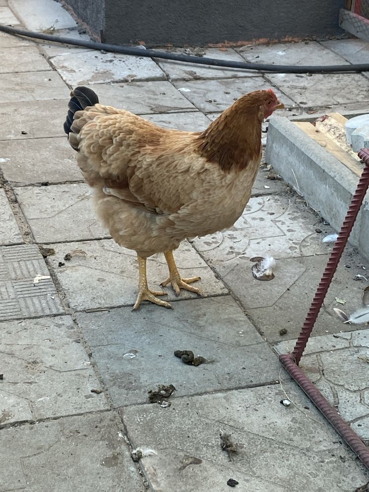 Яйца домашние куриные за 10 штук