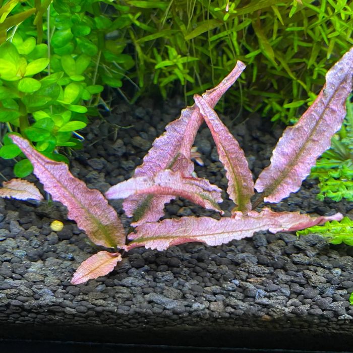 Cryptocoryne flamingo (Kryptokoryna flamingo)