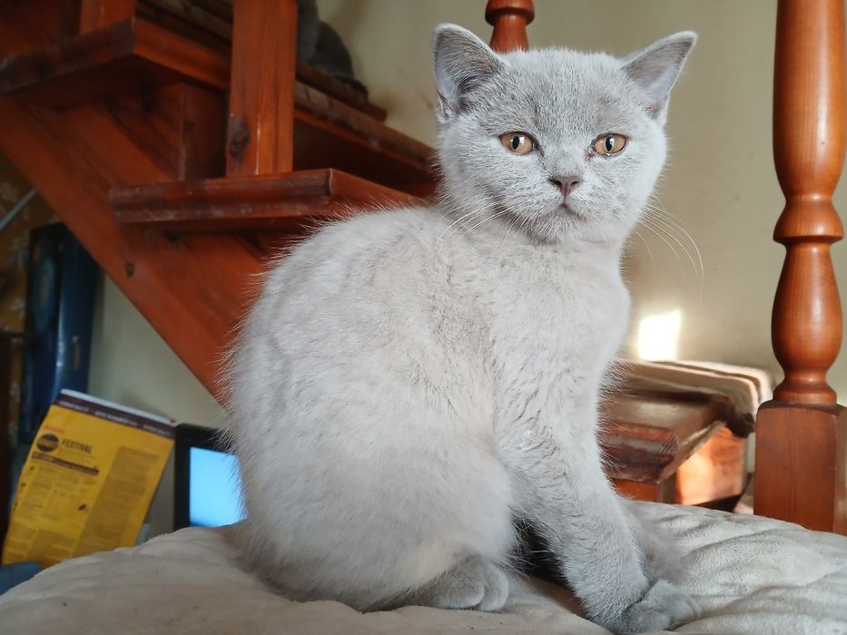 Liliowy kocurek brytyjski już do odbioru