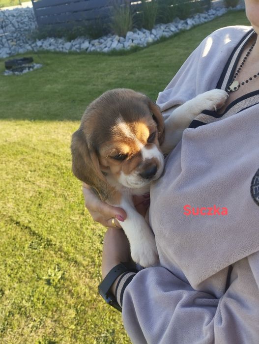 Piesek beagle szczeniak