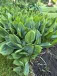 Mahonia, konwalie,