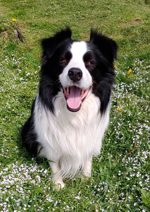 Border collie -piesek