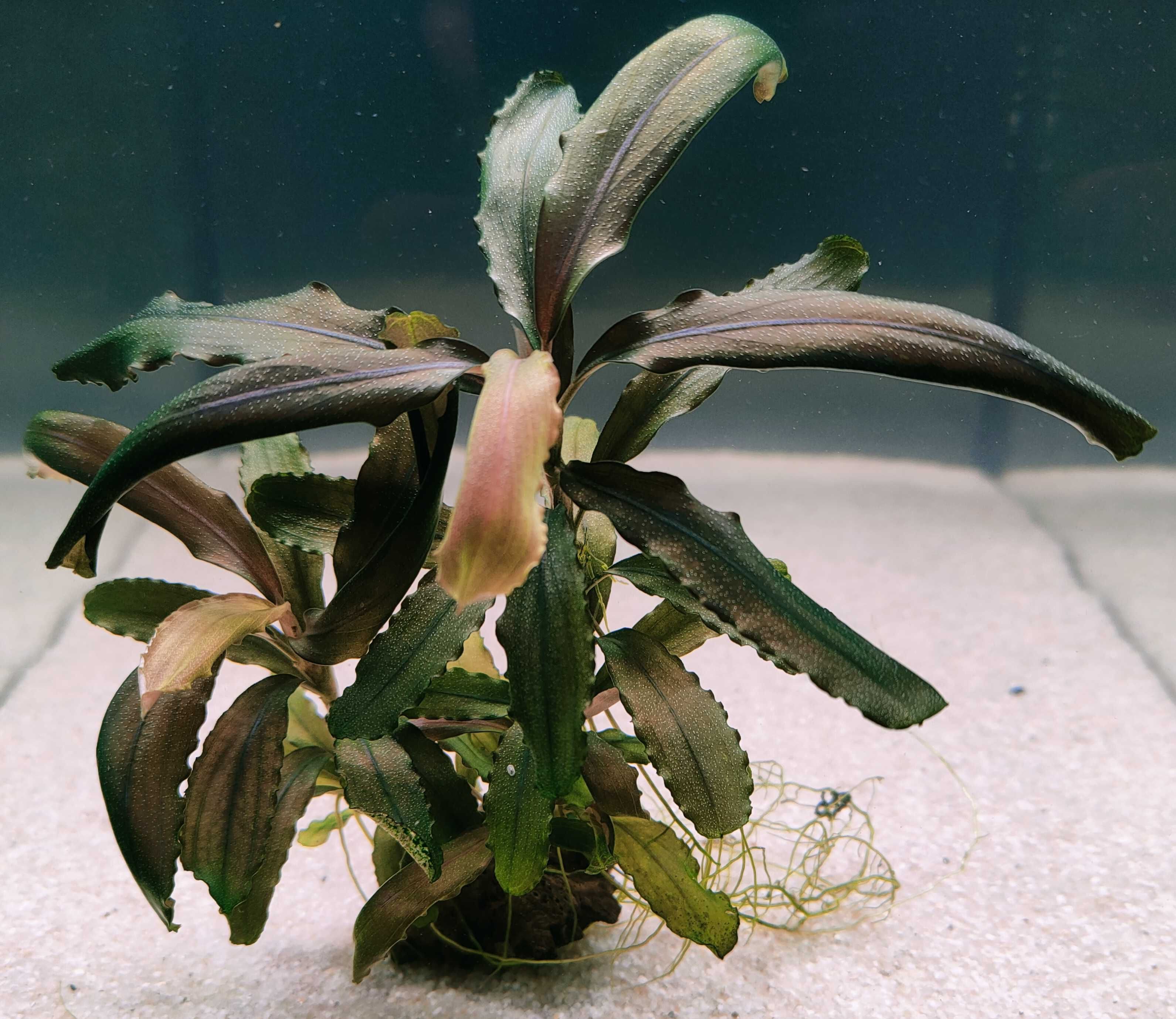 Bucephalandra Diablo Rarytas