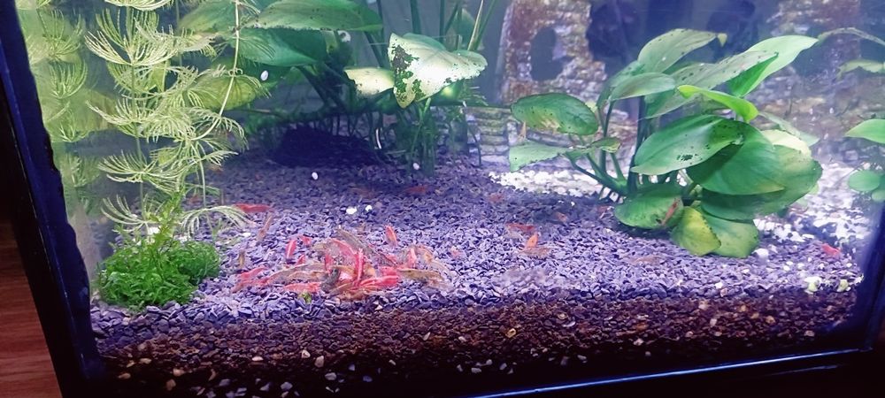 Акваріумні креветки