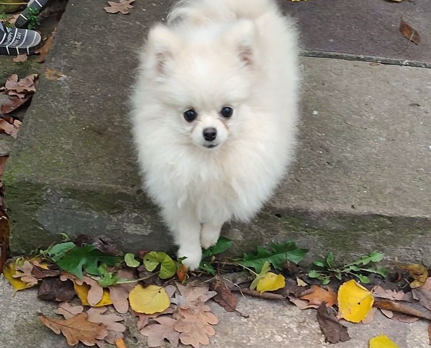 Маленькі пухнастики