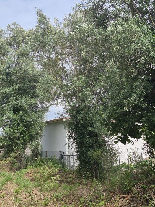 3 oliveiras Centenárias