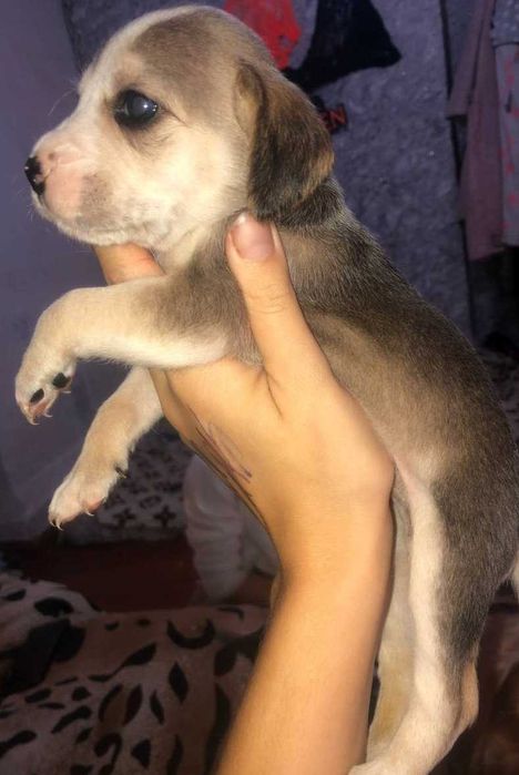 Відаємо цуценят англійського спаніеля