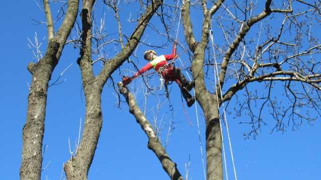 Wycinka drzew, pielęgnacja drzew, czyszczenie działek, usługi rębakiem