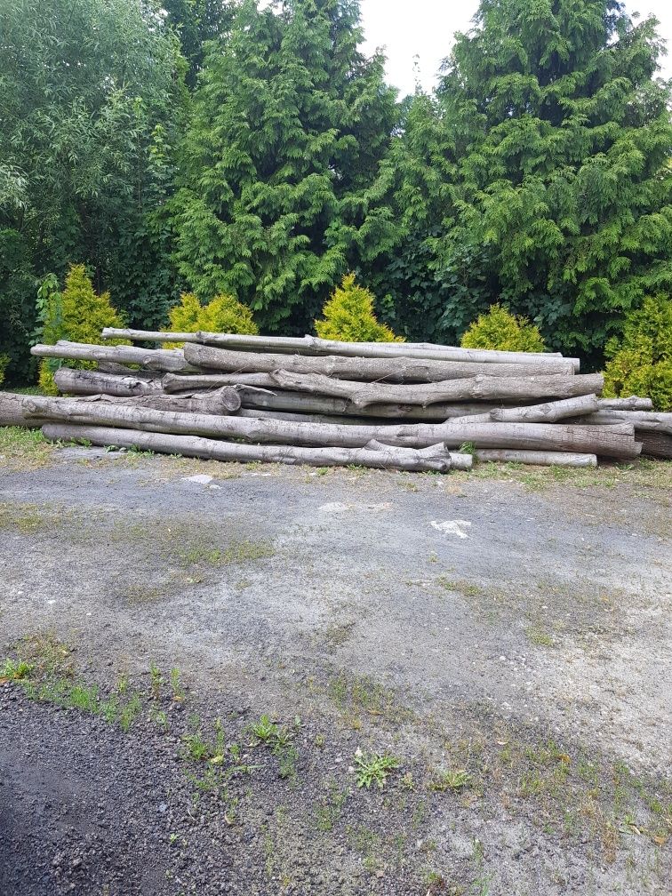 Drzewo dąb, kloce dębowe, drewno dąb