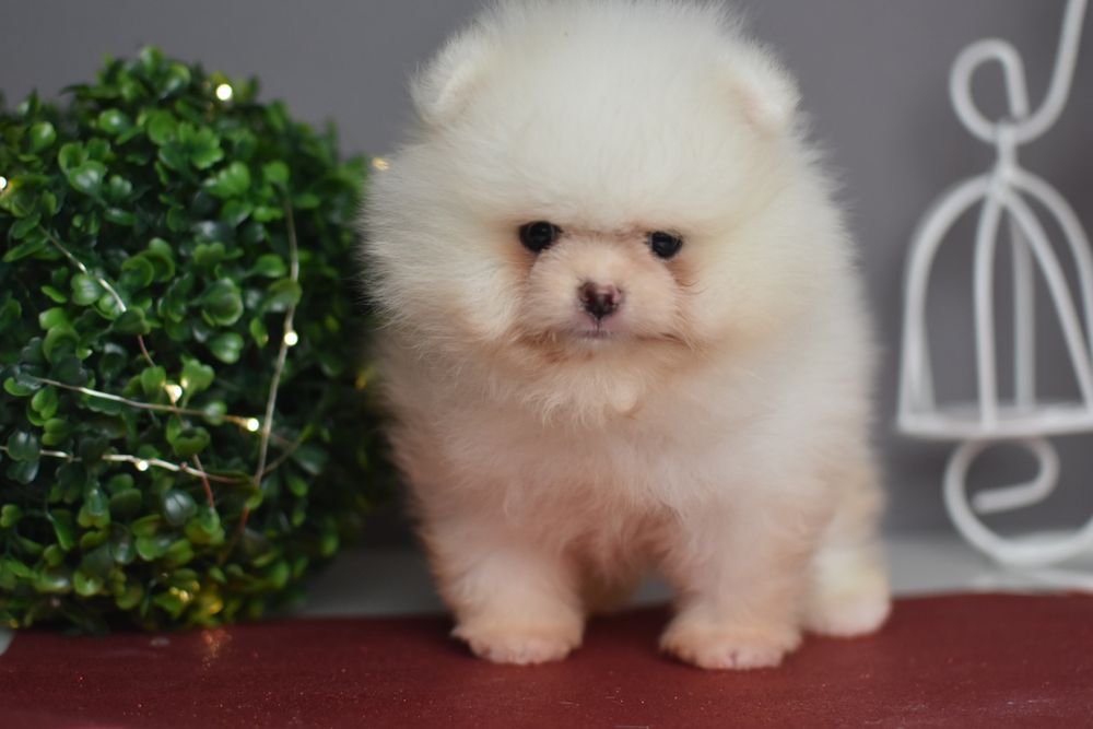 Чудові Хлопці померанці