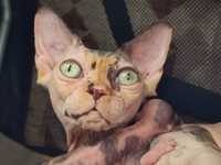 Zjawiska kotka SPH,Sfinks, w kolorze czekoladowy szylkret z bialym