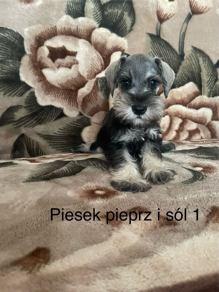 Sznaucer Miniaturowy