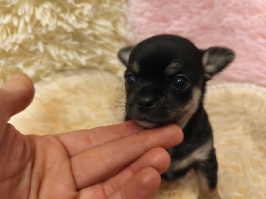 Dziewczynka chihuahua