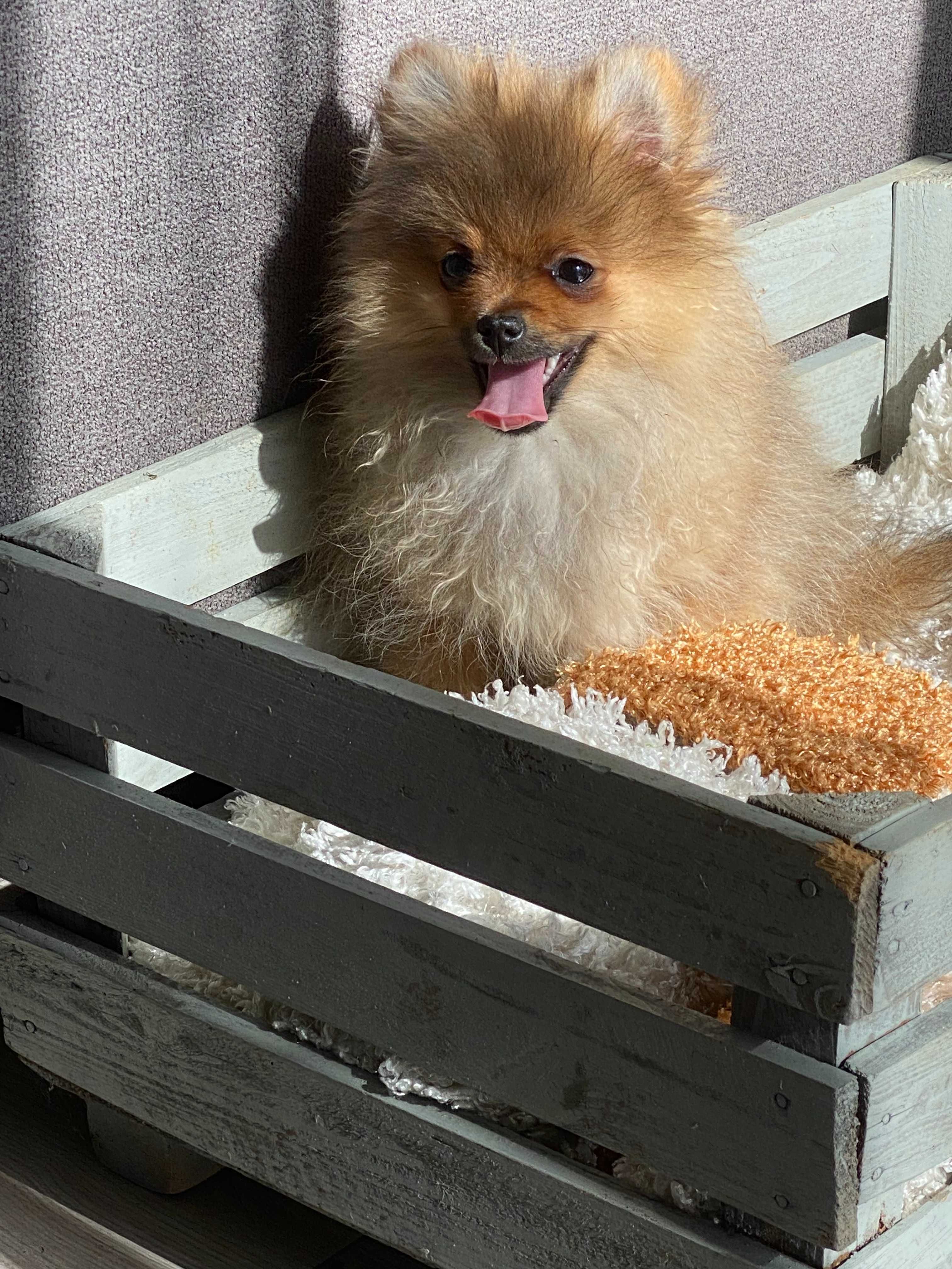 Szpic mini Pomeranian piesek  3x szczep. 5 mies. Okazja! ! 1 .