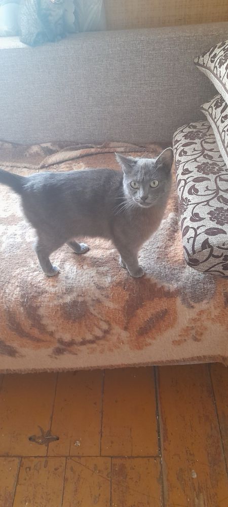 Кошенята в добрі руки