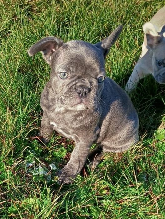 Buldog francuski - suczka niebieska