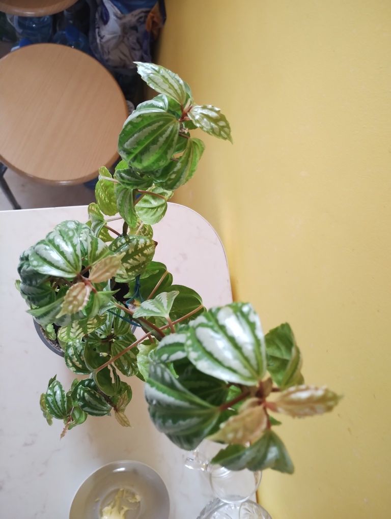 Młoda ładna pilea