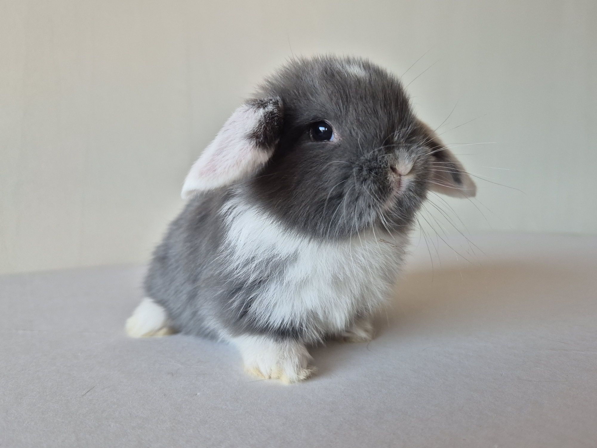 Królik Mini -Lop