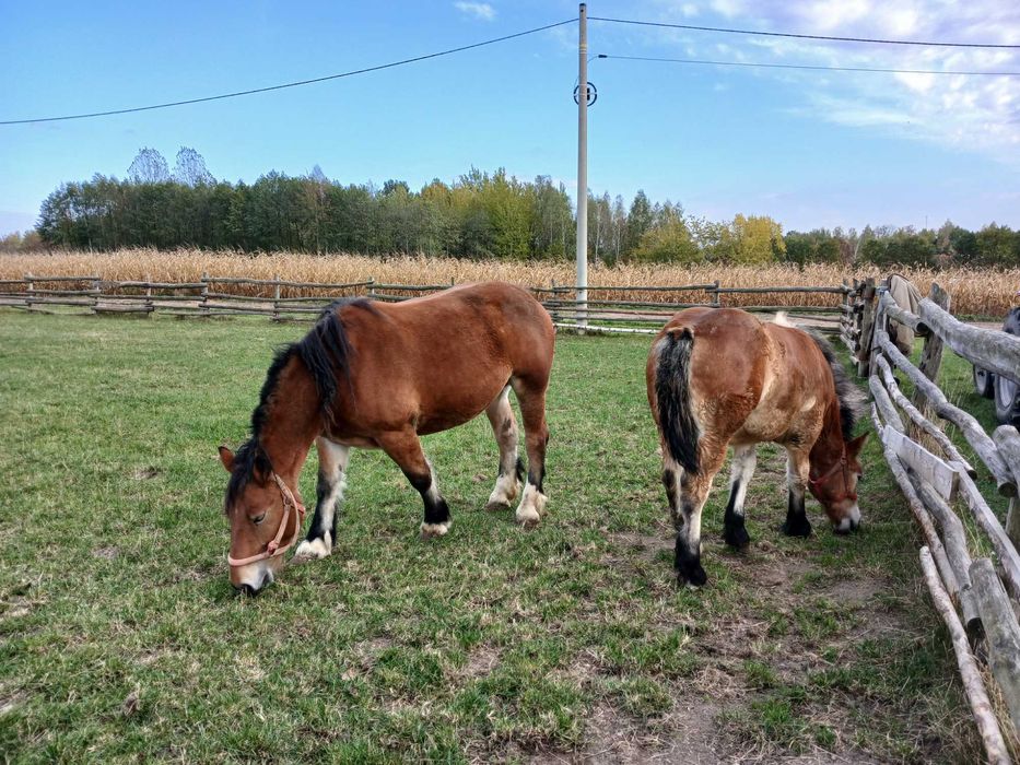 Klacz zimnokrwista źrebna