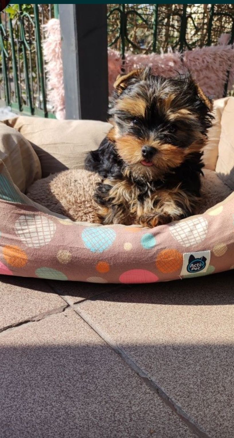 Yorkshire Terrier szczenię