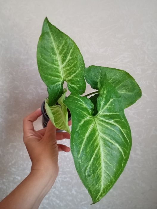 Розпродаж кімнатних рослин, папірус, філодендрони,, сингоніуми