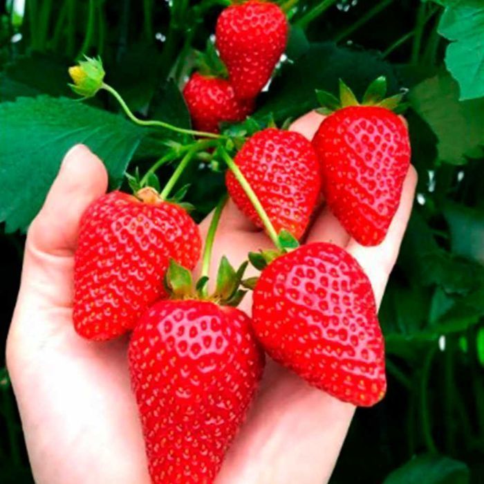 Саджанці Розсада Ремонтантної полуниці клубники (10 штук) Роздріб-Опт