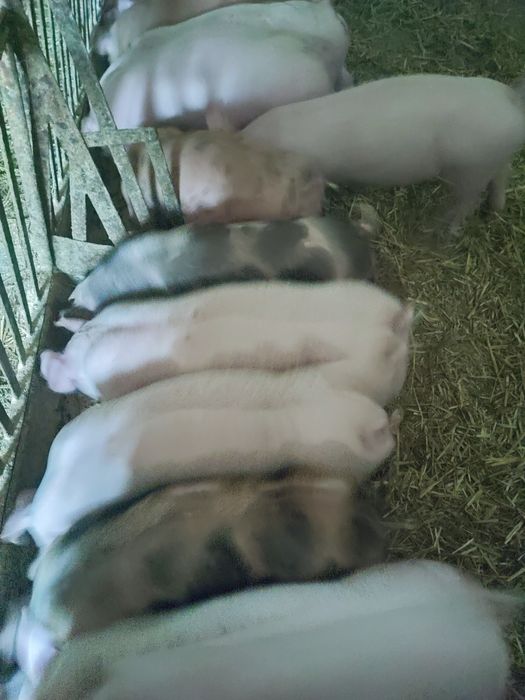 Prosięta miesne 25-30 kg