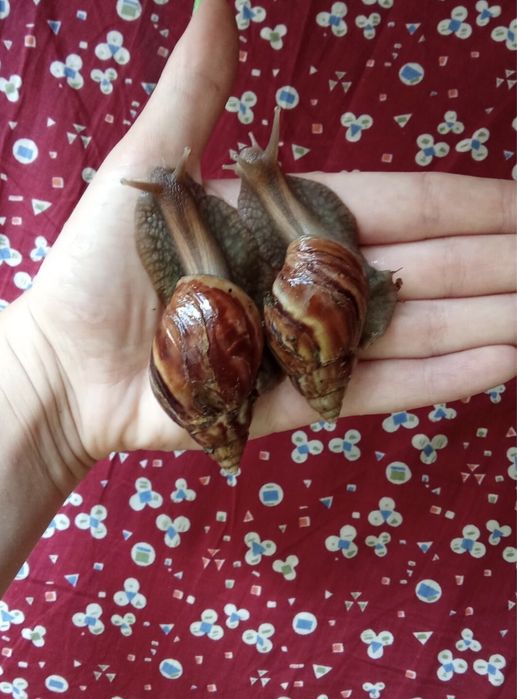 Улитки ахатина фулика