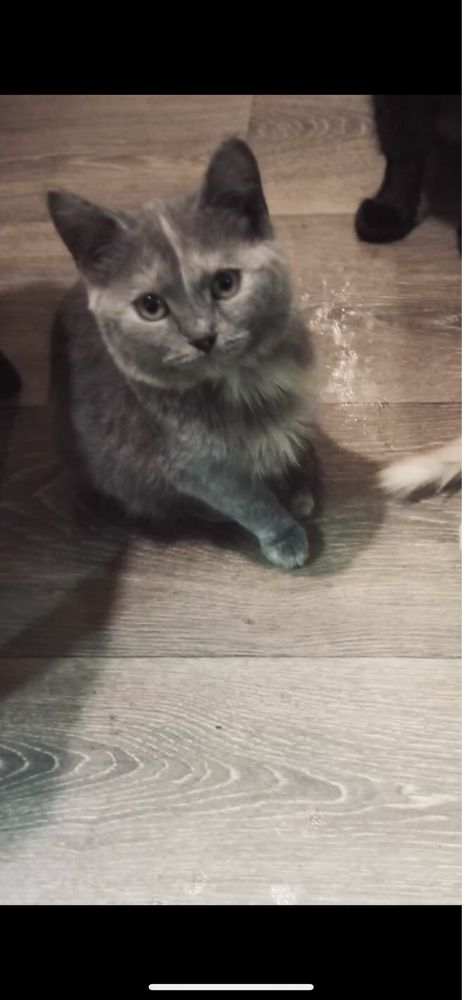 Шукаємо котика для продовження роду