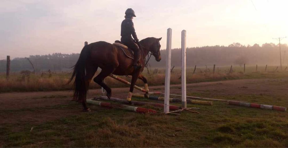 Klacz hanowerska 13 lat Okazja!!!