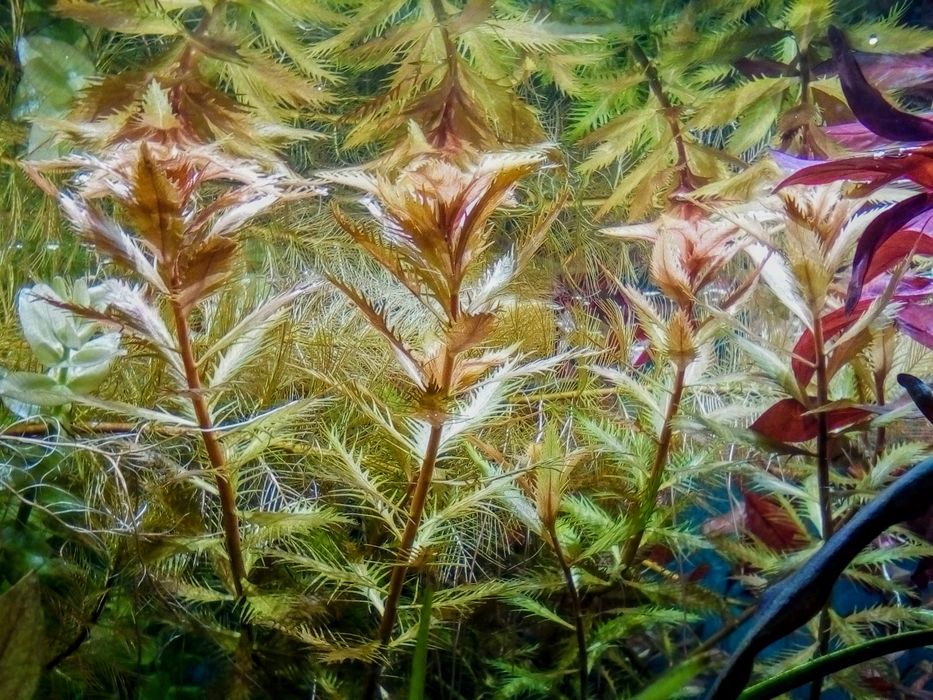 НАБОР аквариумных растений