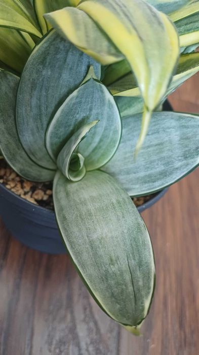 Сансевієрія Хані Маргіната Jade marginata  Філіпін Сільвер Фрост