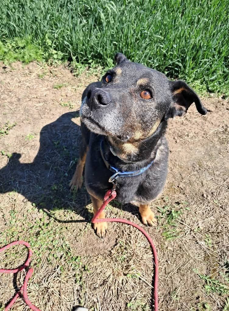 Baki do adopcji!
