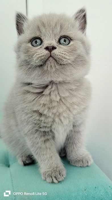 RESERVADO British Shorthair lilac