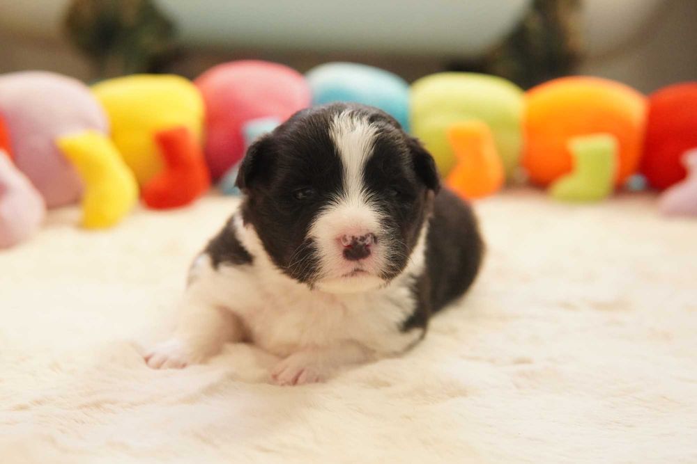 Border Collie  suczka ZKwP/FCI