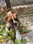 Suczka Bokser do adopcji