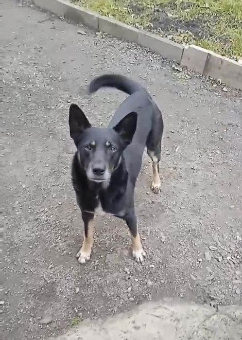 Пёс в добрые руки