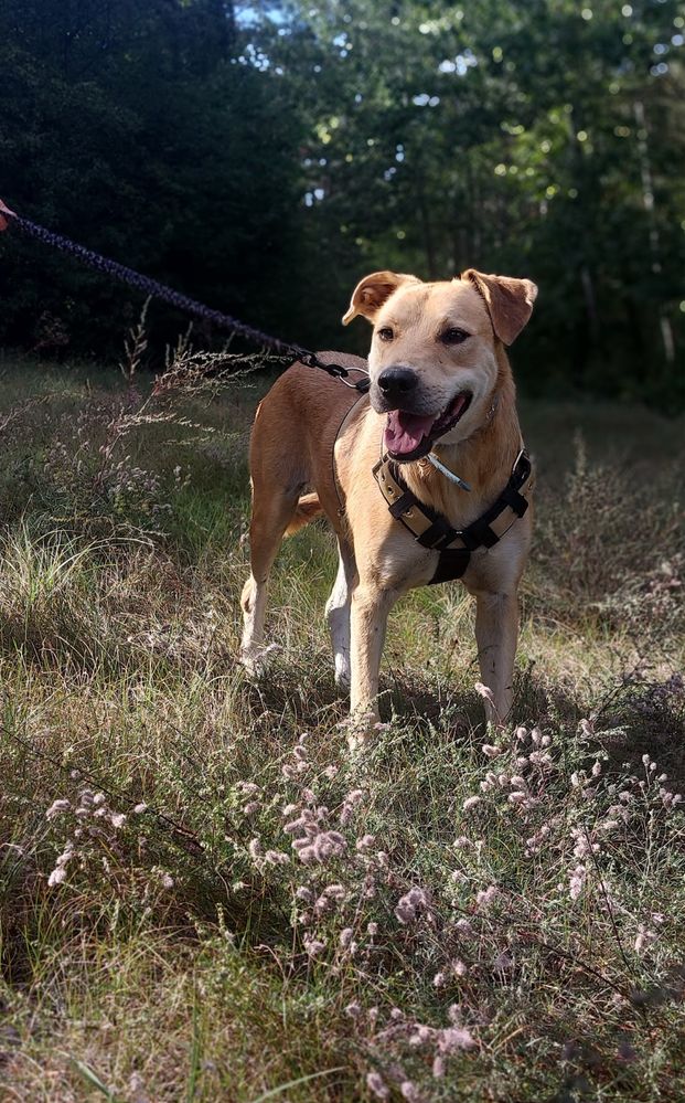 Kochany Jetson do adopcji! Za darmo, do oddania