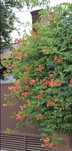 Milin amerykański 'pomarańczowy Flava' (Campsis radicans 'Flava')