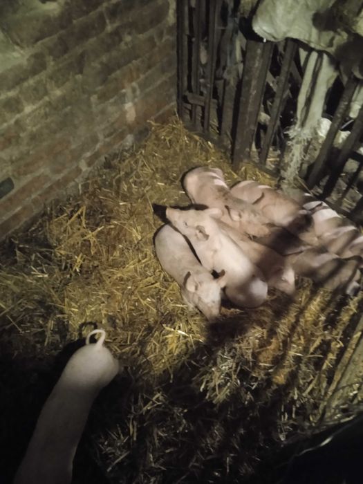 Продаю поросята Рубань