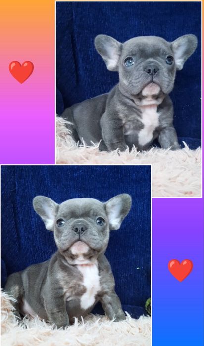 Блакитний французик хлопчик! Він на фото!