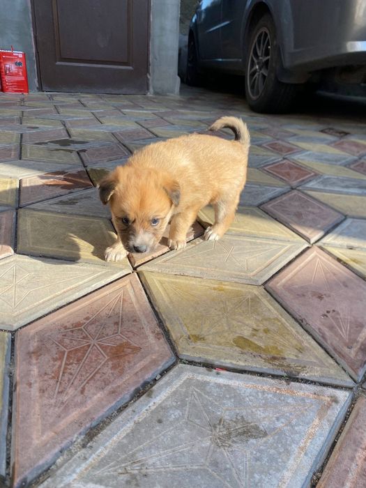 Отдам щенков в добрые руки.