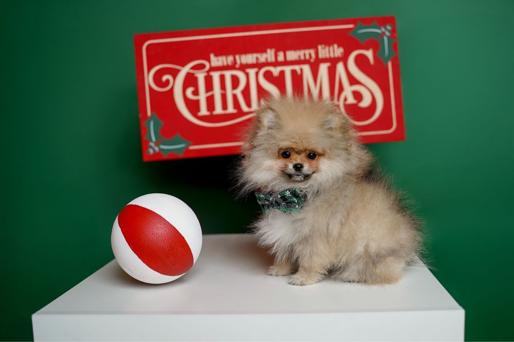 Chłopiec szpic miniaturowy