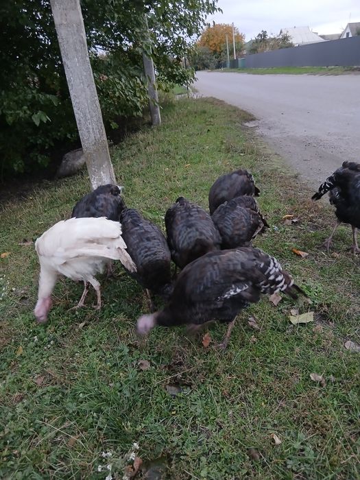 Продам індиків,домашніх,доглянутих,гарних