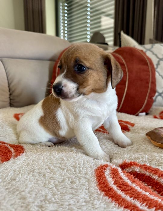 Jack russel terrier suczka