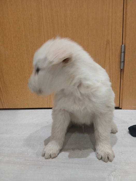 Dou cães 3 machos 3 femeas