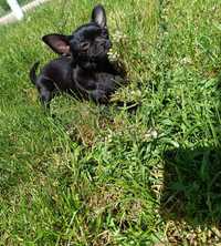 Chihuahua czarna suczka Fiona